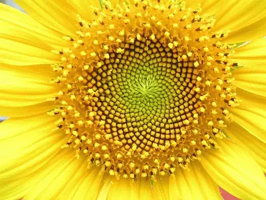 A sunflower
