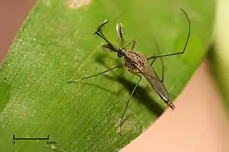 Mosquito perched on a green leaf